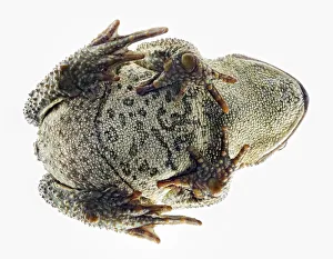 Cane Toad (Bufo marinus) upward view of body, warty skin and feet Cane Toad (Bufo marinus) upward view of body, warty skin and feet