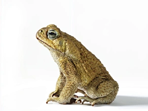 Cane toad (bufo marinus), side view Cane toad (bufo marinus), side view
