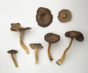 Cantharellus tubaeformis (Trumpet chanterelle) mushrooms Cantharellus tubaeformis (Trumpet chanterelle) mushrooms