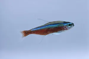 Cardinal tetra (Paracheirodon axelrodi), side view Cardinal tetra (Paracheirodon axelrodi), side view