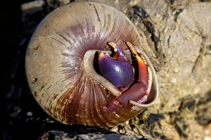 Caribbean. Dominican Republic. Hermit-crab Caribbean. Dominican Republic. Hermit-crab