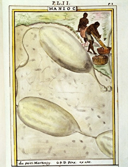 Cassava or manioc (Manihot esculenta), watercolour by Delahaye, 1789 Cassava or manioc (Manihot esculenta), watercolour by Delahaye, 1789