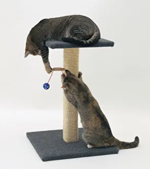 Tabby Cat Pictures Prints: A cat against a rope scratching post