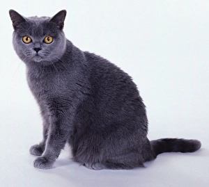Cat sitting