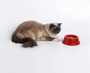 A cat sitting in front of its food A cat sitting in front of its food