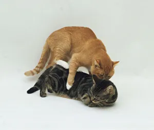 Mating Is My Cat In Season Two Cats Mating, Print By Universal