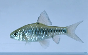 Checker Barb (Puntius oligolepis) Checker Barb (Puntius oligolepis)