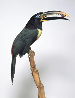 Chestnut-eared aracari (Pteroglossus castanotis) perching on a branch with seed in its beak, side view Chestnut-eared aracari (Pteroglossus castanotis) perching on a branch with seed in its beak, side view
