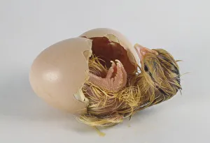 Chick (Gallus gallus) hatching from egg, side view Chick (Gallus gallus) hatching from egg, side view