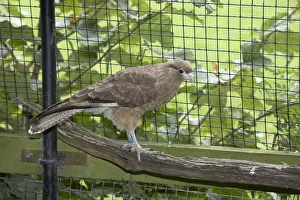 Chimango caracara (milvago chimango) perching on branch Chimango caracara (milvago chimango) perching on branch