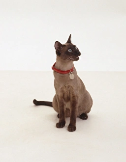 Chocolate Tonkinese cat miaowing Chocolate Tonkinese cat miaowing