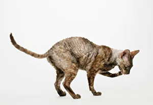 Chocolate Tortoiseshell Cornish Rex cat licking paw Chocolate Tortoiseshell Cornish Rex cat licking paw