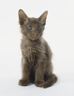 Cinnamon brown Oriental Shorthair kitten (Felis catus) sitting up, front view Cinnamon brown Oriental Shorthair kitten (Felis catus) sitting up, front view