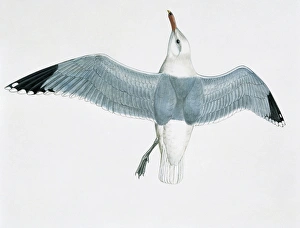 Close-up of an audouins gull flying (Larus audouinii) Close-up of an audouins gull flying (Larus audouinii)