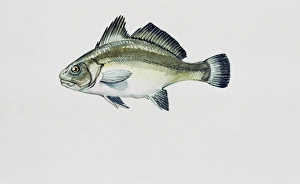 Close-up of brown meagre fish (Sciaena umbra) Close-up of brown meagre fish (Sciaena umbra)