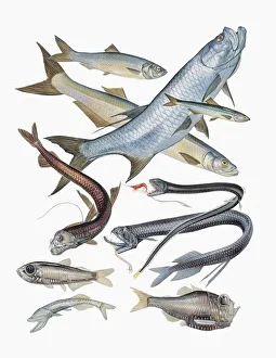 Close-up of clupeidae fish family Close-up of clupeidae fish family