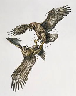 Close-up of two golden eagles fighting (Aquila chrysaetus) Close-up of two golden eagles fighting (Aquila chrysaetus)