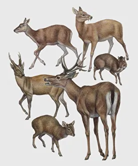 Close-up of a group of cervidae mammals Close-up of a group of cervidae mammals