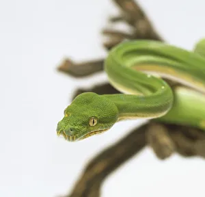 Close-up of the head of a Green Tree Python, showing the bulges which conceal powerful jaw muscles, and large Close-up of the head of a Green Tree Python, showing the bulges which conceal powerful jaw muscles, and large