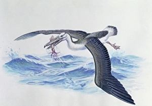 Close-up of an osteodontornis gripping a fish (Osteodontornis orri) Close-up of an osteodontornis gripping a fish (Osteodontornis orri)