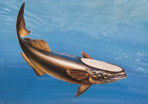 Close-up of a remora swimming underwater (Echeneis Naucrates) Close-up of a remora swimming underwater (Echeneis Naucrates)