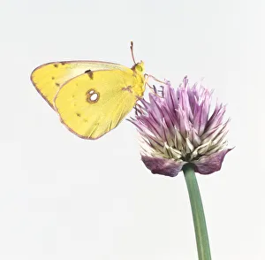 Clouded Yellow (Colias croceus), yellow butterfly perching on a pink flower Clouded Yellow (Colias croceus), yellow butterfly perching on a pink flower