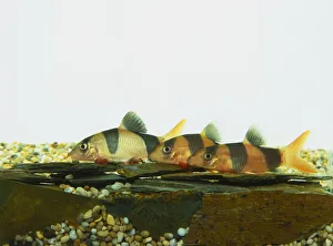Clown loach (Botia macracantha), three tropical fish resting in a row on rocks and gravel Clown loach (Botia macracantha), three tropical fish resting in a row on rocks and gravel