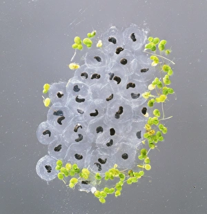 Clump of frog spawn (anura) beginning to develop, close up Clump of frog spawn (anura) beginning to develop, close up