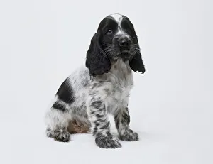 Cocker spaniel puppy Canis lupus familiaris seated