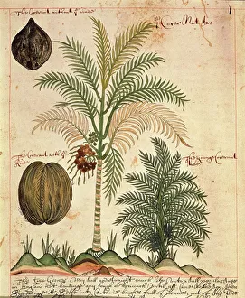 Coconut palm tree (Cocos nucifera) from the East Indies, Asia, drawing, 1600-1625 Coconut palm tree (Cocos nucifera) from the East Indies, Asia, drawing, 1600-1625