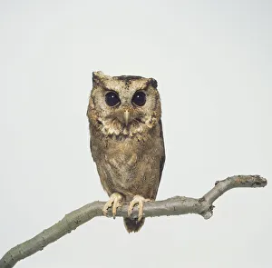 Collared Scops Owl (Otus lettia) perched on a branch Collared Scops Owl (Otus lettia) perched on a branch