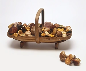 Collection of wild mushrooms in and next to wood trug Collection of wild mushrooms in and next to wood trug