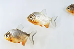 Colossoma oculus, three red bellied Pacu fish, against a clear background Colossoma oculus, three red bellied Pacu fish, against a clear background