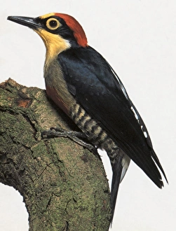 Colourful Woodpecker sitting on a branch Colourful Woodpecker sitting on a branch