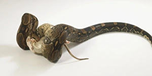 Common Boa beginning to swallow a rat. Part of the body, tail and feet of the rat are visible Common Boa beginning to swallow a rat. Part of the body, tail and feet of the rat are visible