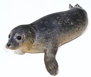 Common or Habour Seal (Phoca vitulina), high angle view Common or Habour Seal (Phoca vitulina), high angle view