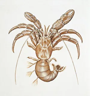 Common hermit crab, illustration Common hermit crab, illustration
