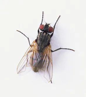Common House Fly (Musca domestica), view from above Common House Fly (Musca domestica), view from above