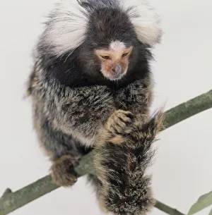 Common marmoset (Callithrix jacchus) curling its tail around a branch Common marmoset (Callithrix jacchus) curling its tail around a branch
