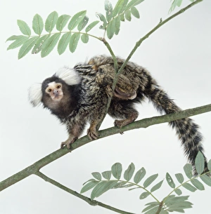Common marmoset (Callithrix jacchus) on tree branch, facing forward Common marmoset (Callithrix jacchus) on tree branch, facing forward