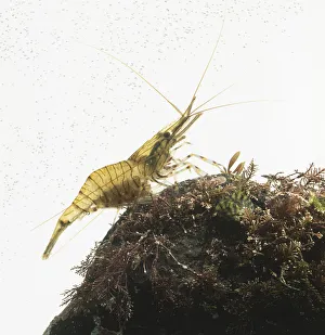 Common prawn (Palaemon serratus) on a rock in a glass tank Common prawn (Palaemon serratus) on a rock in a glass tank