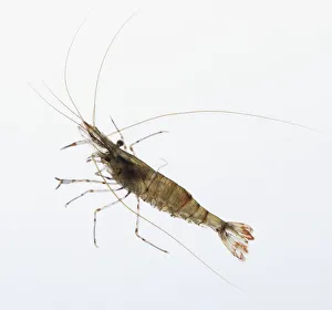 Common prawn (Palaemon serratus), view from above Common prawn (Palaemon serratus), view from above