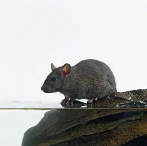 Common Rat (Rattus norvegicus) on rock at edge of water Common Rat (Rattus norvegicus) on rock at edge of water