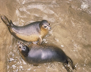 Two Common Seal or Habour Seal Pups (Phoca vitulina), view from above Two Common Seal or Habour Seal Pups (Phoca vitulina), view from above