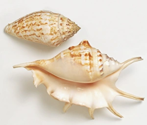Two Common Spider Conch shells (Lambis lambis), overhead and underside view Two Common Spider Conch shells (Lambis lambis), overhead and underside view