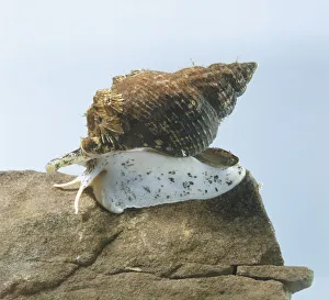 Common whelk (Buccinidae), a marine snail on a rock Common whelk (Buccinidae), a marine snail on a rock