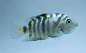 Convict cichlid (Heros nigrofasciatum), striped tropical freshwater fish, side view Convict cichlid (Heros nigrofasciatum), striped tropical freshwater fish, side view