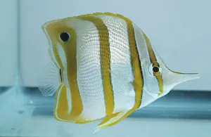 Copperband Butterfly Fish, chelmon rostratus, silver scales with vertical yellow stripes and dark false eye spot Copperband Butterfly Fish, chelmon rostratus, silver scales with vertical yellow stripes and dark false eye spot