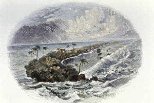 Coral Reef: hand coloured engraving published 1849