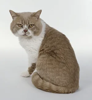 Cream and White British shorthaired cat with white blaze on face and cobby body shape, sitting Cream and White British shorthaired cat with white blaze on face and cobby body shape, sitting